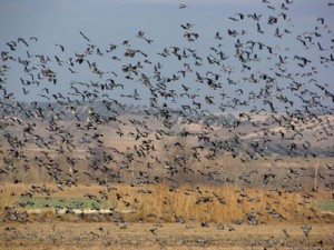 cazar palomas torcaces