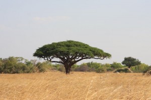 safari en africa