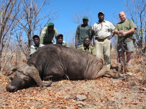 Búfalo en Zimbawe en Cazaworld