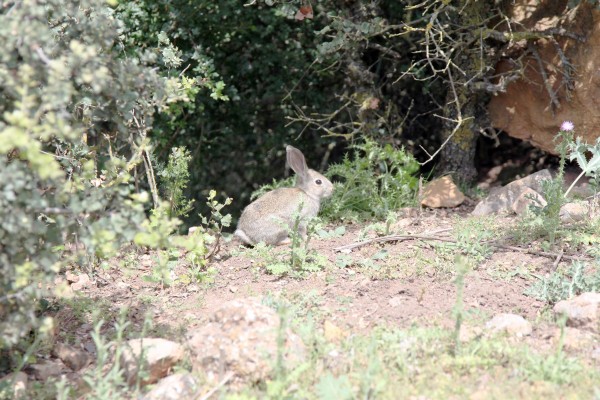 Falta caza menor en Extremadura