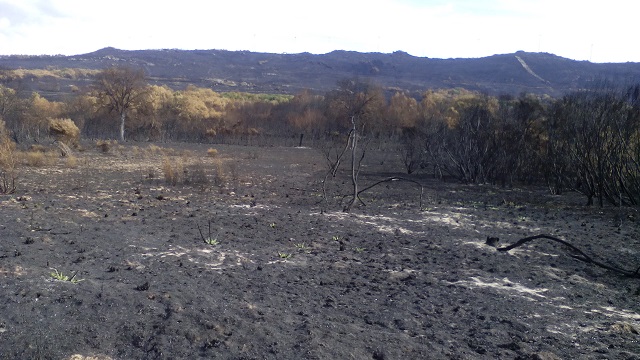 Imagen del terreno arrasado por el incendio del Culedro.