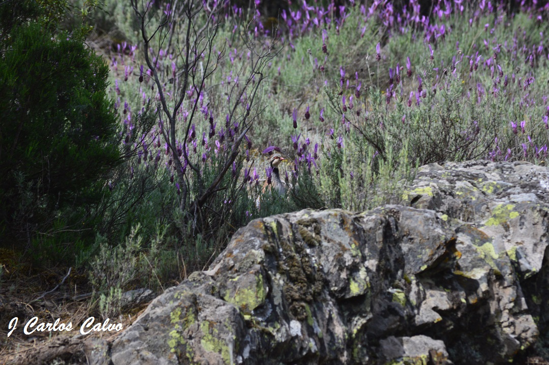 Fotografía de una perdiz roja en primavera que se aguarda entre piedras y vegetación.