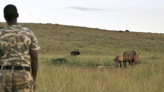 rinoceronte-sudafrica-Jade Reidy (Efe)