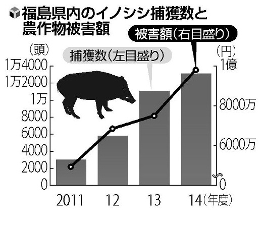 Grafico incremento jabali Yomiuri