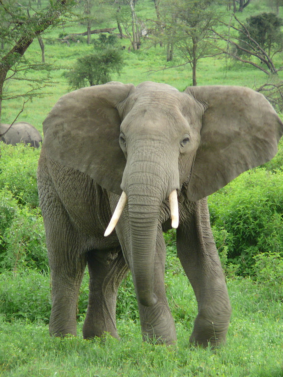 elefante africano