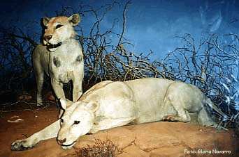 Caza y Leyenda: Los leones de Tsavo(II) - Cazaworld