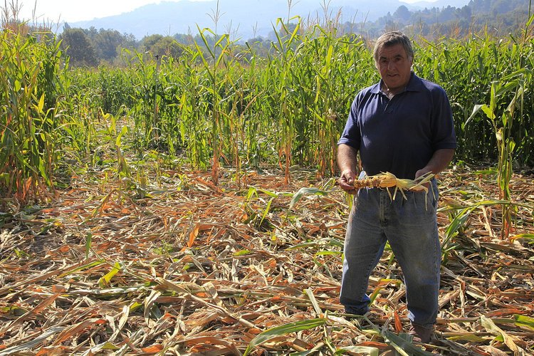 Resultado de imagen de jabalies agricultura