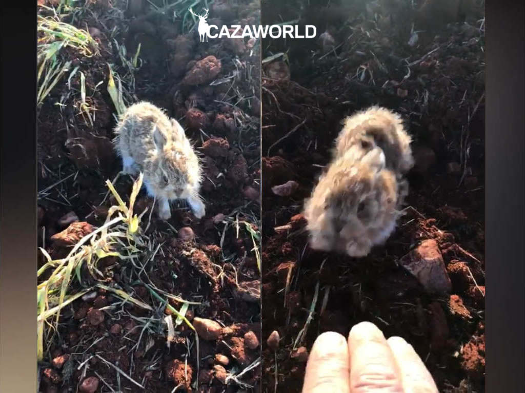 Get Lebrato Free HD Lebrato