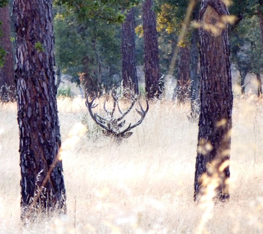 Las condiciones de las monterías, serán las siguientes