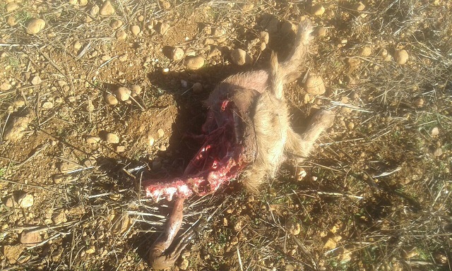 Perro devorado por lobos en Friera de Valverde.