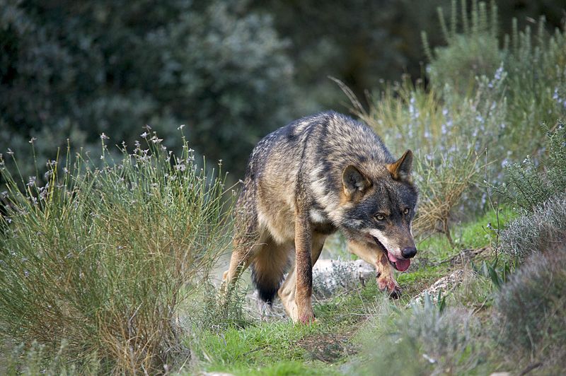 Fotografía de lobo ibérico de Arturo de Frias Marques.