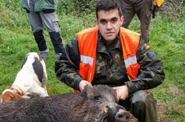 Jabalí abatido por la cuadrilla del tecor O Faisán tras el accidente. (AMA)