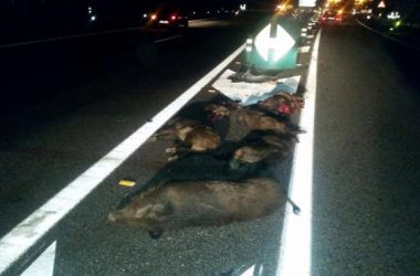 Manada arrollada en la Autovía del Cantábrico, en el Occidente de Asturias. / AMA