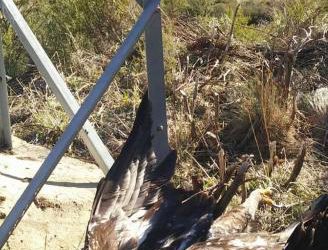 El águila hallada muerta en la base de la torreta eléctrica.