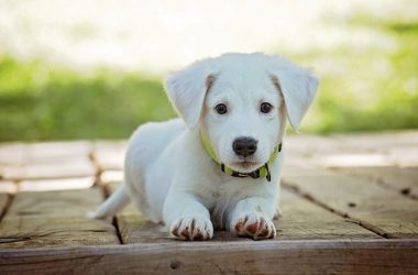 Un cachorro muy bonito, posa para la fotografía.