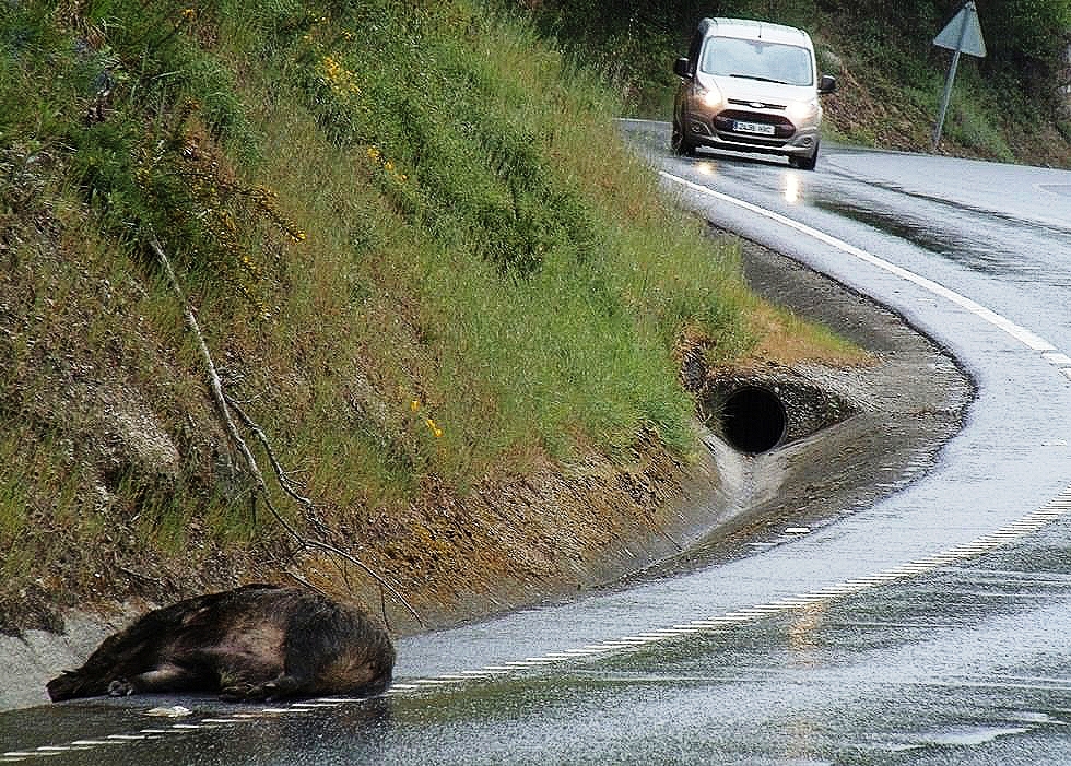 Los jabalíes provocan diez accidentes al día en carreteras gallegas