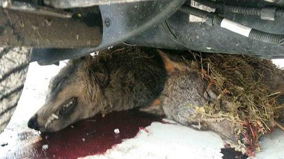 Lobo encontrado muerto en un aparcamiento de Arriondas.