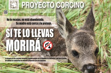 Cartel del Proyecto Corcino 2017 de la Asociación del Corzo Español.