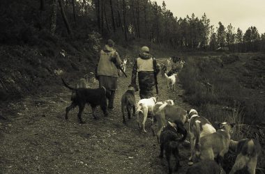 Cazadores y perros para la caza del jabalí en Galicia / F. Chan