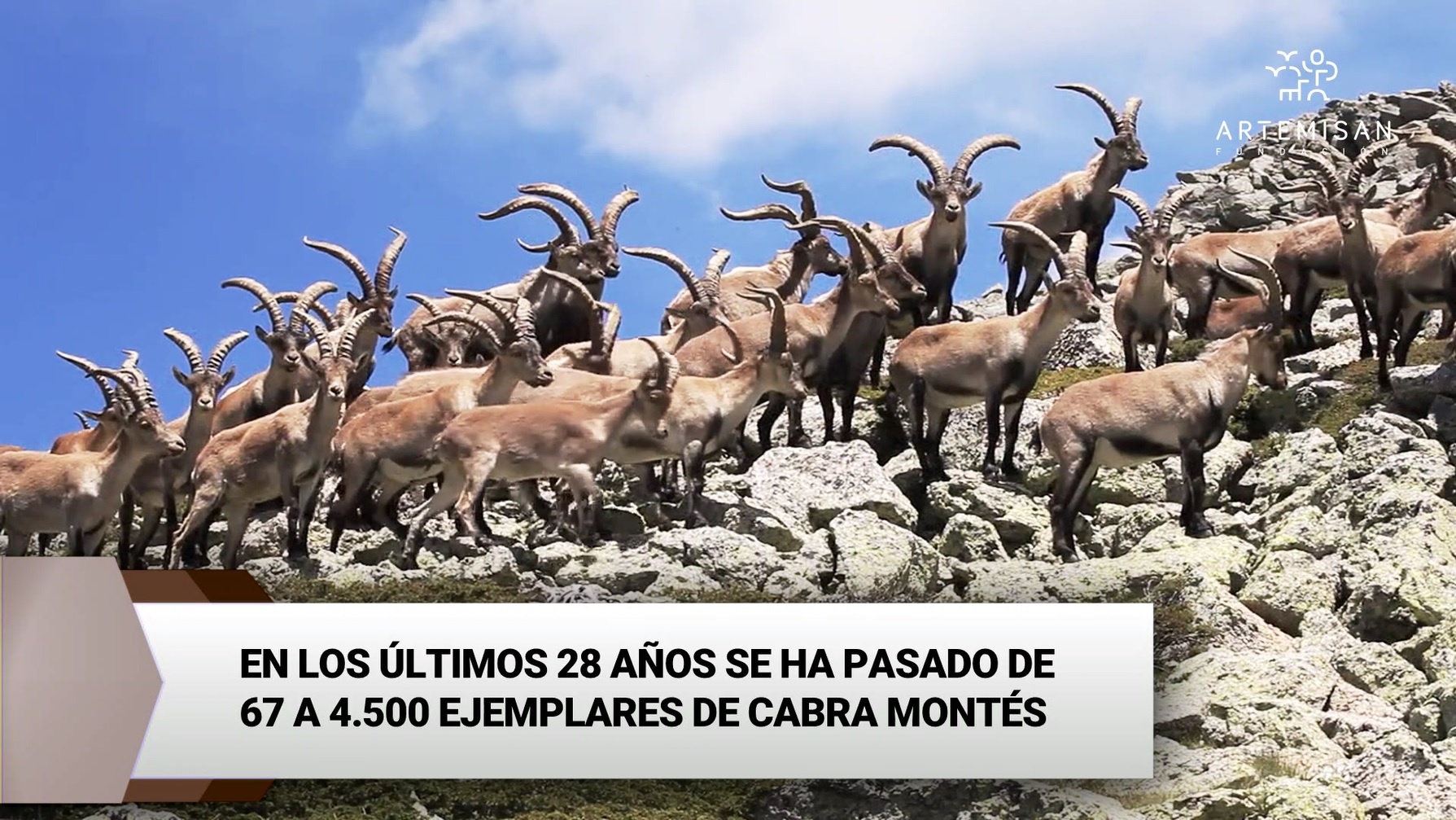 Fotografía de machos monteses en la Sierra de Guadarrama.