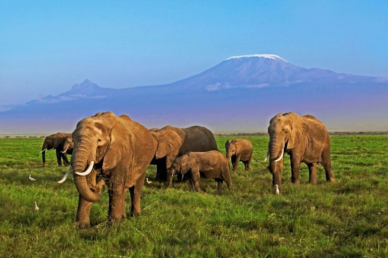 Cada 45 minutos, se mata un elefante en Africa, según un informe del WWF. / WWF