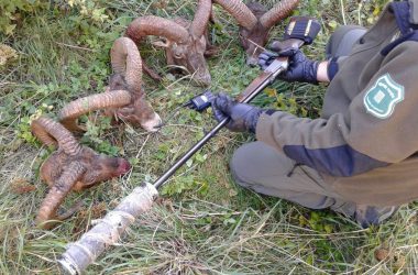 La cabeza de los cuatro muflones abatidos furtivamente en el Pirineo / Agentes Rurales