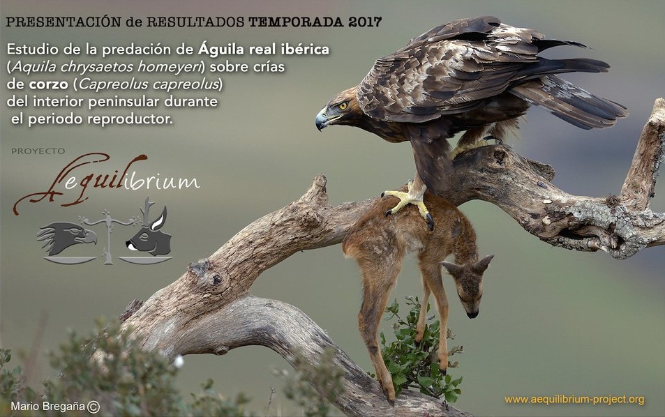 Top 91+ imagen proyecto aguila real