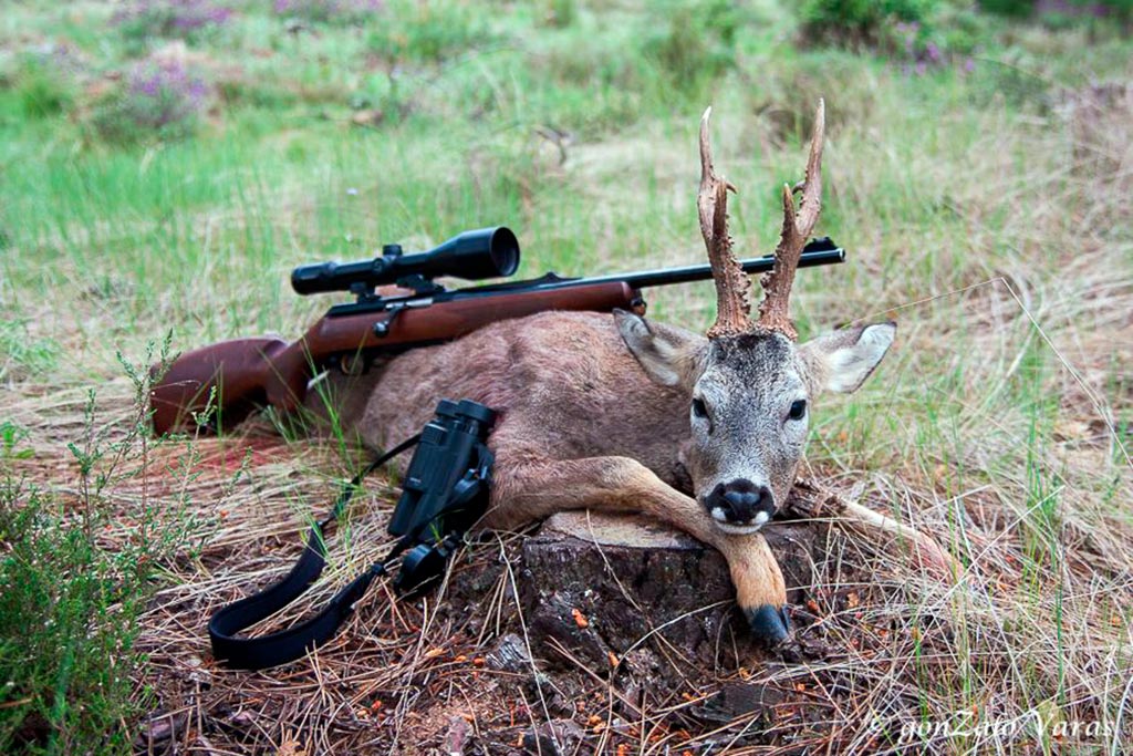 Rifles y visores de caza recomendados para la temporada del corzo -  Cazaworld
