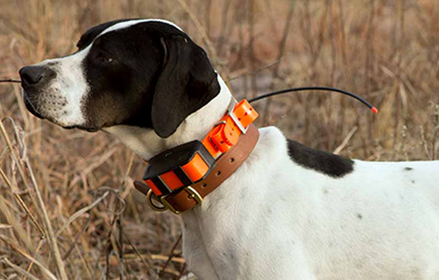 Prohibidos los collares eléctricos en Murcia para perros de caza - Cazaworld