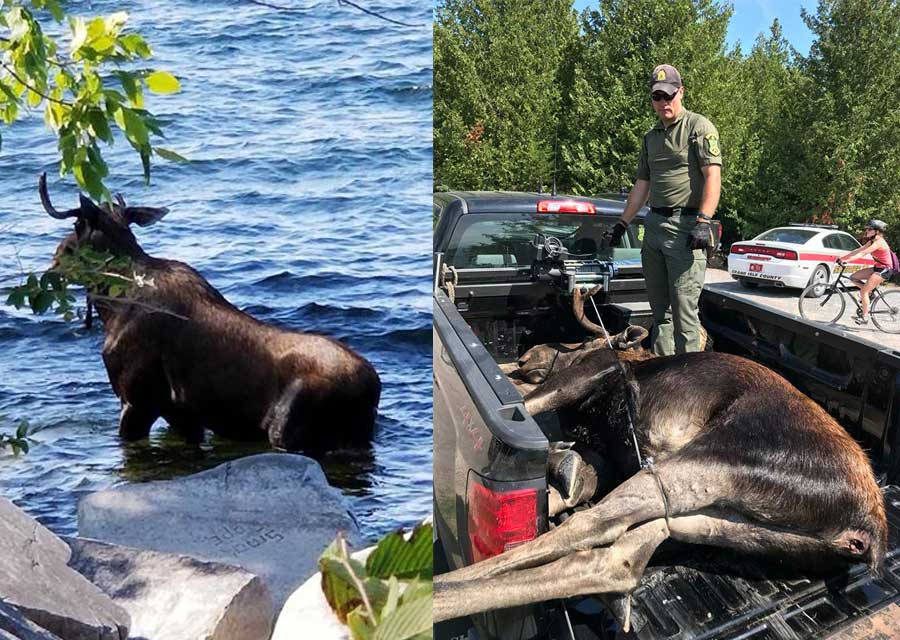 Un alce muere ahogado ante el acoso de turistas