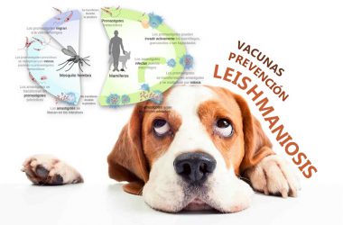 Leishmaniosis, tratamientos, vacunas