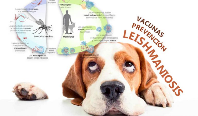 Leishmaniosis, tratamientos, vacunas