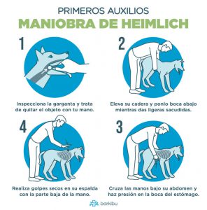 Maniobra De Heimlich En Perros/Barkibu.es