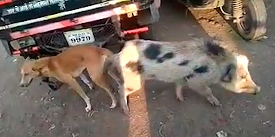 Teseo más Te mejorarás Vídeo de la sorprendente cópula entre un perro y un cerdo en plena calle -  Cazaworld