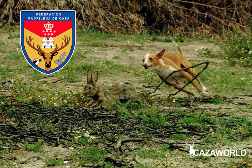 Primero hipocresía Punto de exclamación La Federación Madrileña de Caza trabaja para incluir la caza de conejo con  perros a diente en la Orden de Vedas - Cazaworld