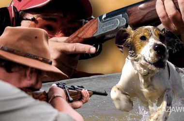 Escopeta, rifle y perro de caza
