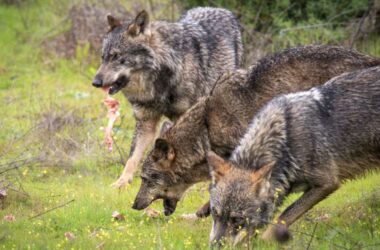 Lobos-comiendo-carne