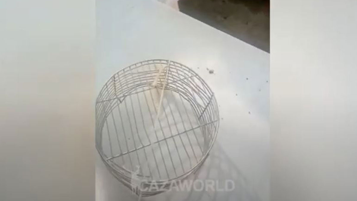 jaula-palomas perros de muestra