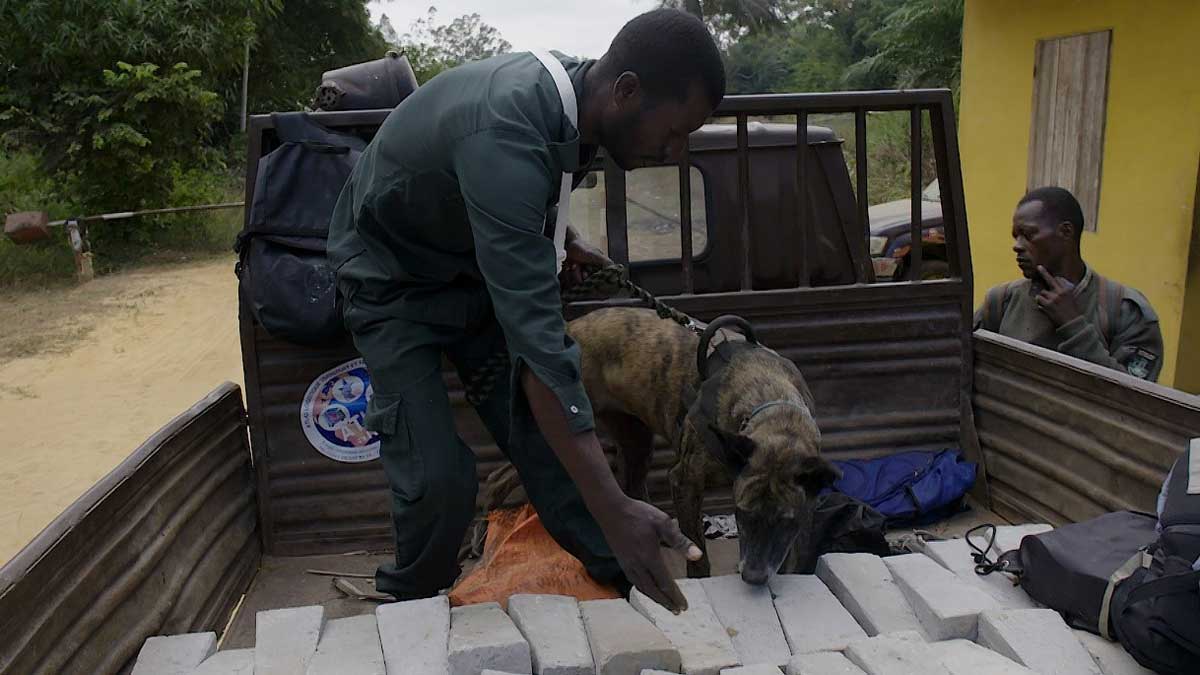 Unidad Canina Congo furtivos marfil