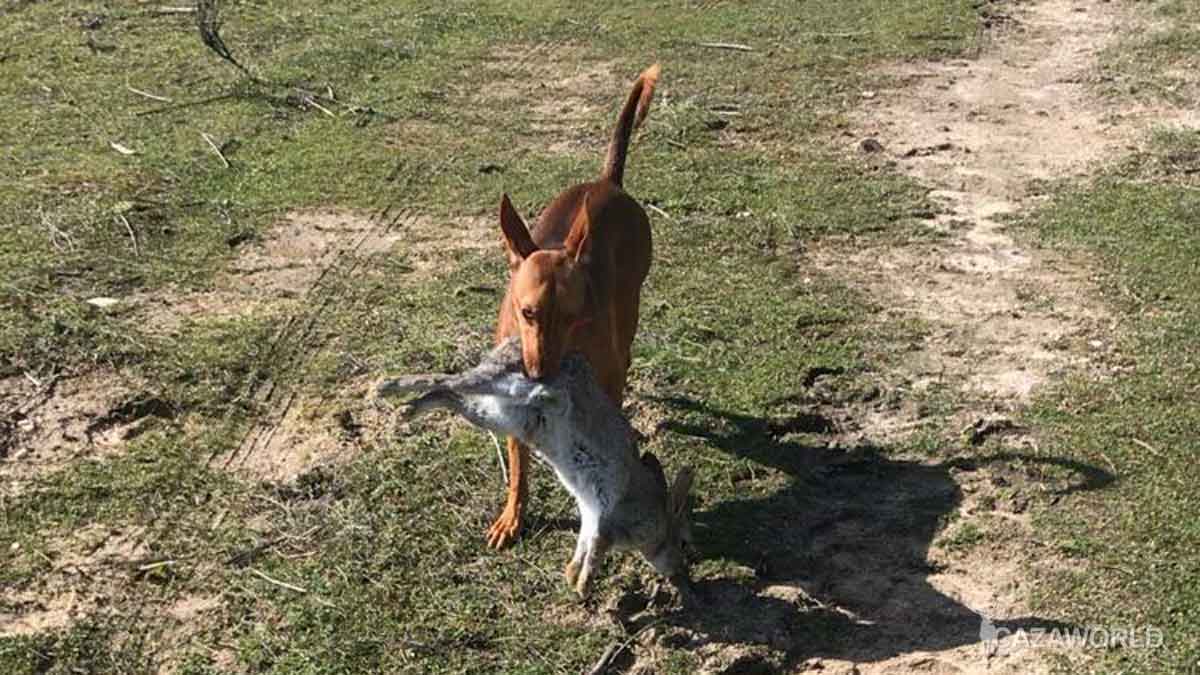 caza de conejo a diente podenco