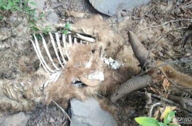 Cadáver de arruí abandonado en La Palma.