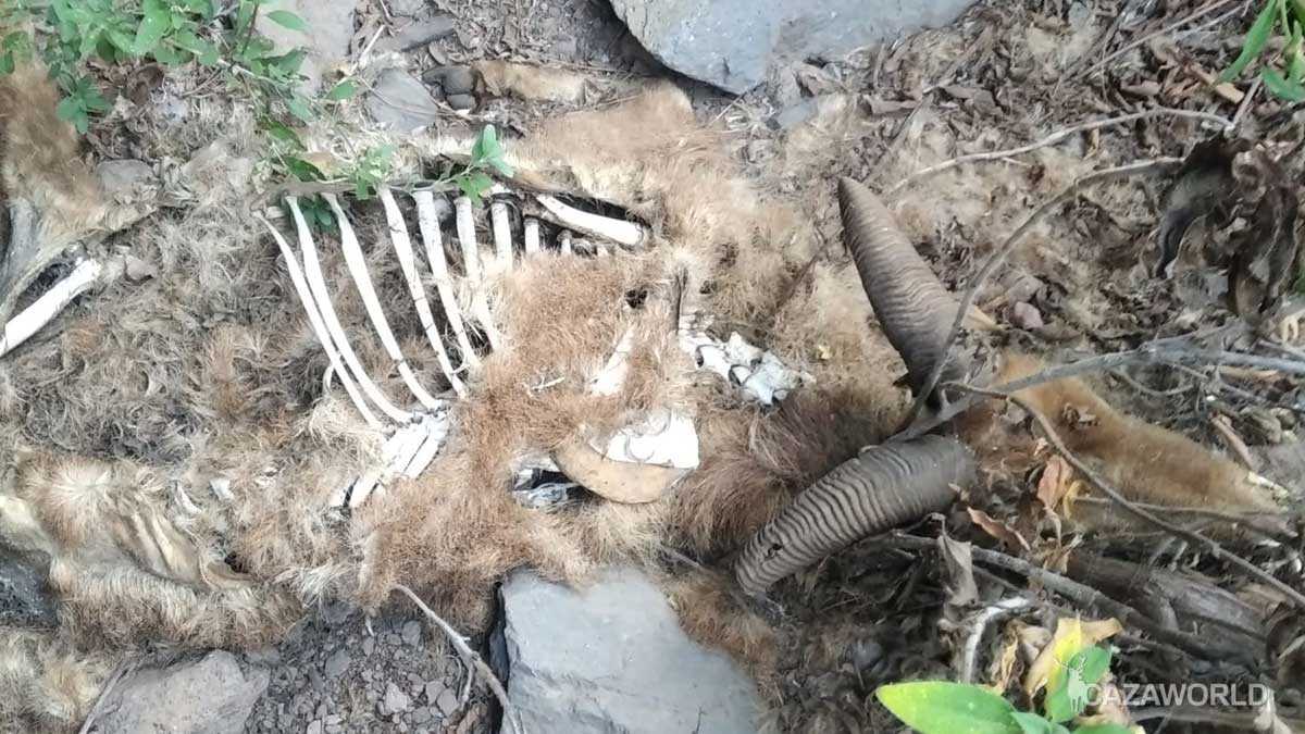 Cadáver de arruí abandonado en La Palma.