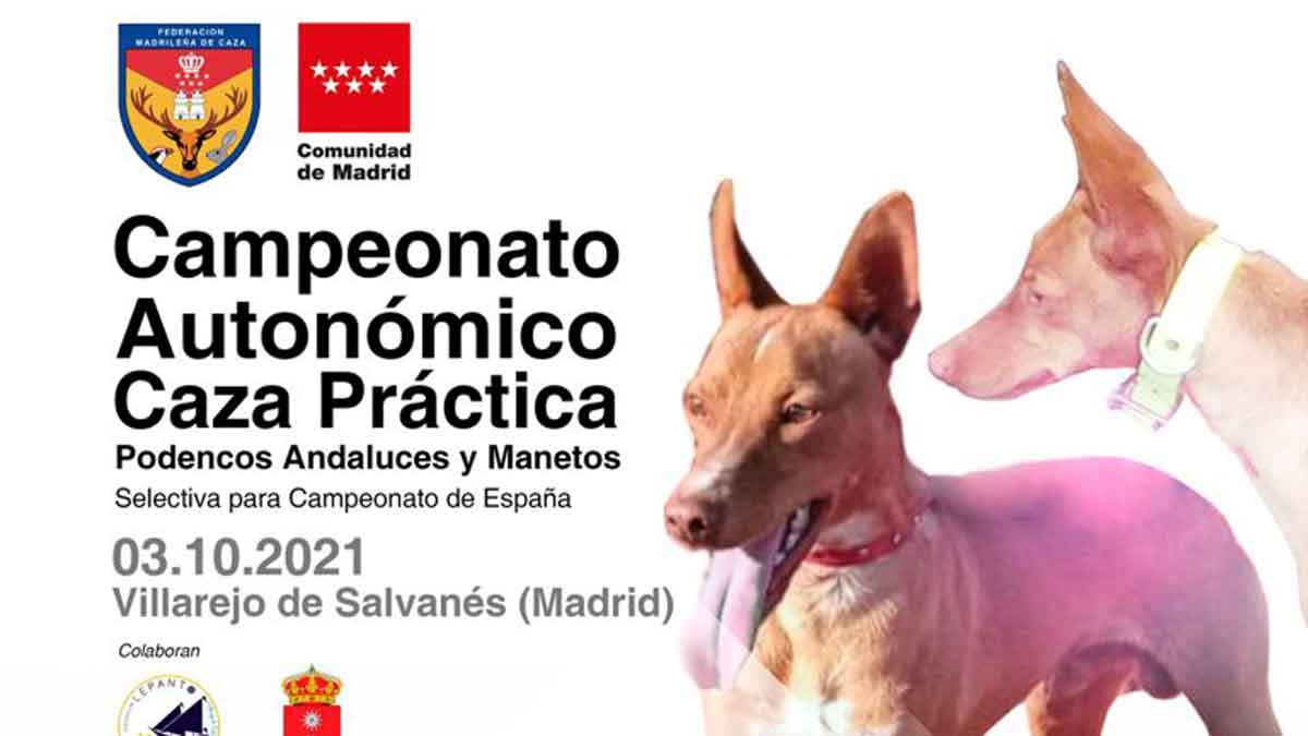 Campeonato autonómico de podenco andaluz y maneto