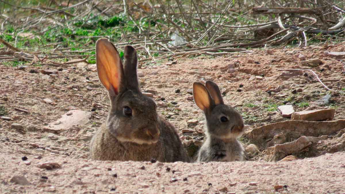 Conejos en vivar-WWF