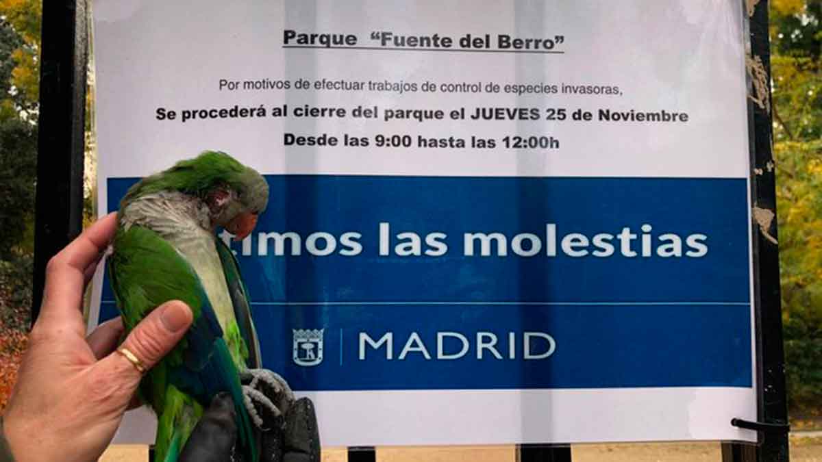 control cotorras en Madrid